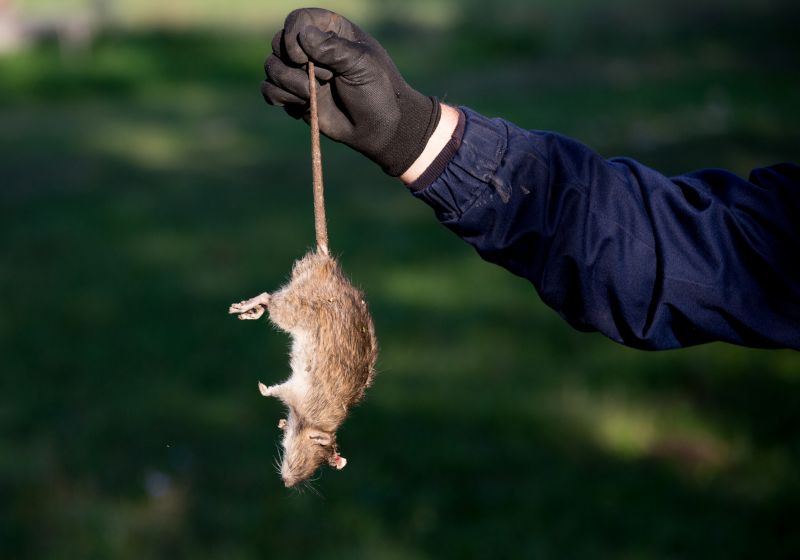 Mice And Rat Control Service