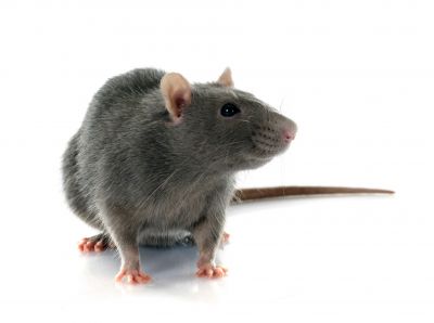 Health Risks Associated With Mice And Rats In Buildings