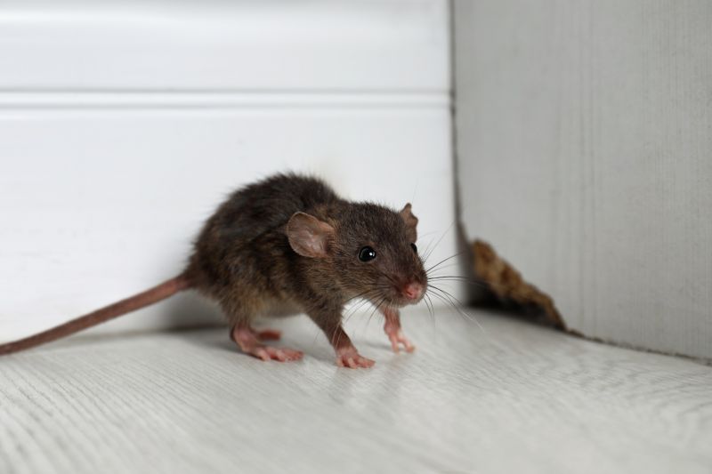 Health Risks Associated With Mice And Rodents In Businesses