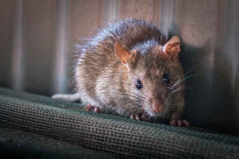 Health Risks Associated With Mice And Rodents In Businesses