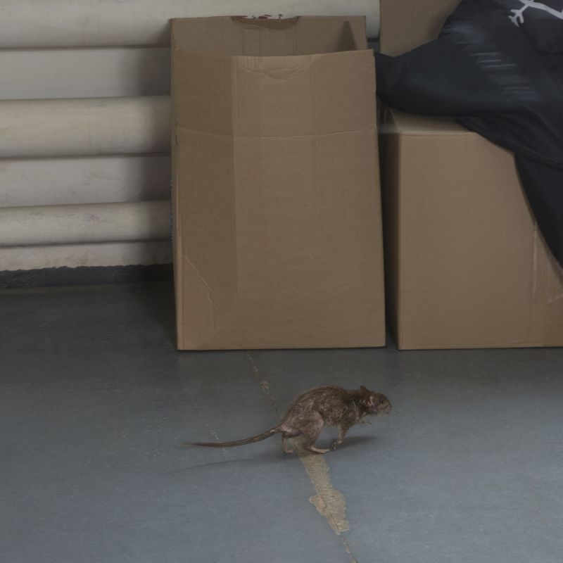 How Mice And Rodents Impact Commercial Buildings And Operations