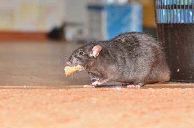 How Mice And Rodents Impact Commercial Buildings And Operations