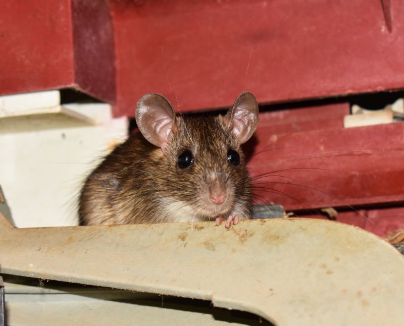 How Rodents Compromise Insulation And Indoor Air Quality